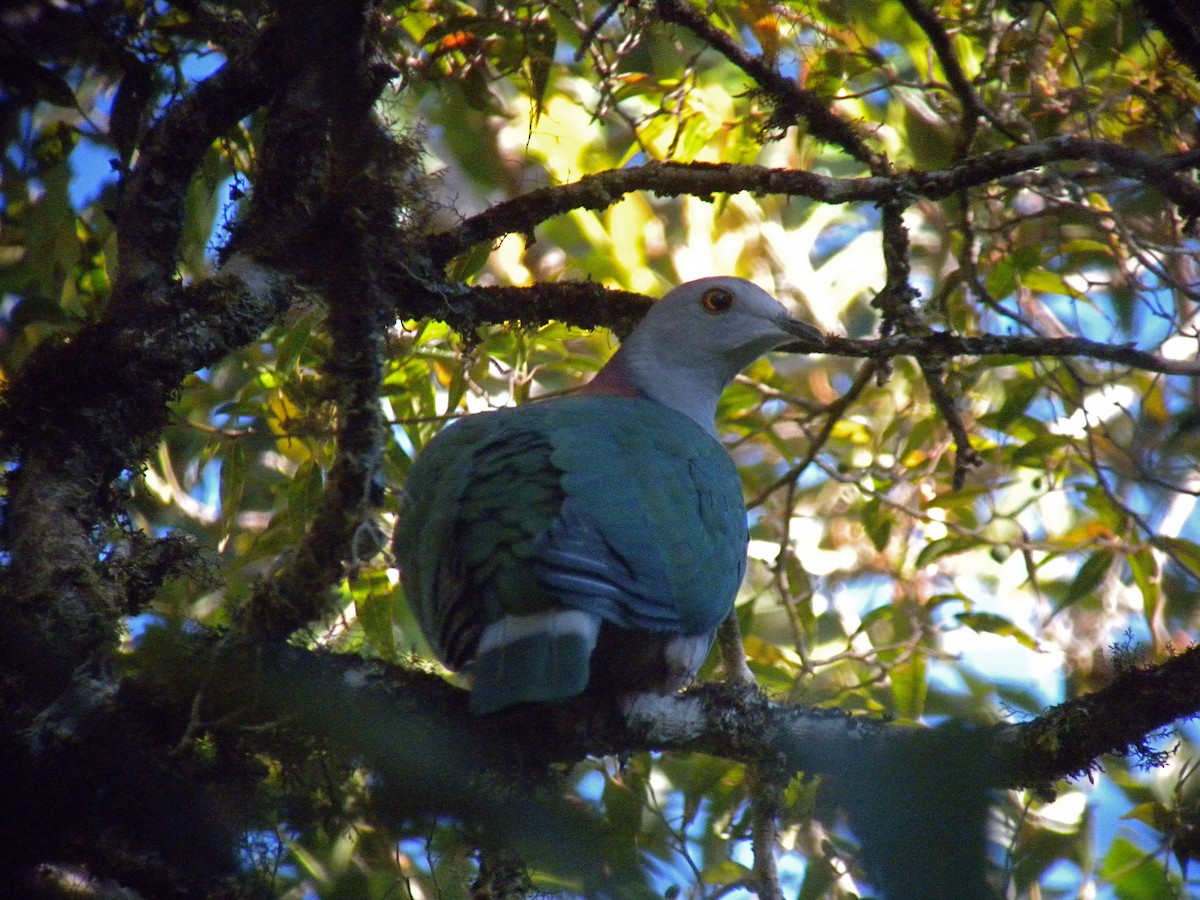 Gray-headed Imperial-Pigeon - Craig Robson