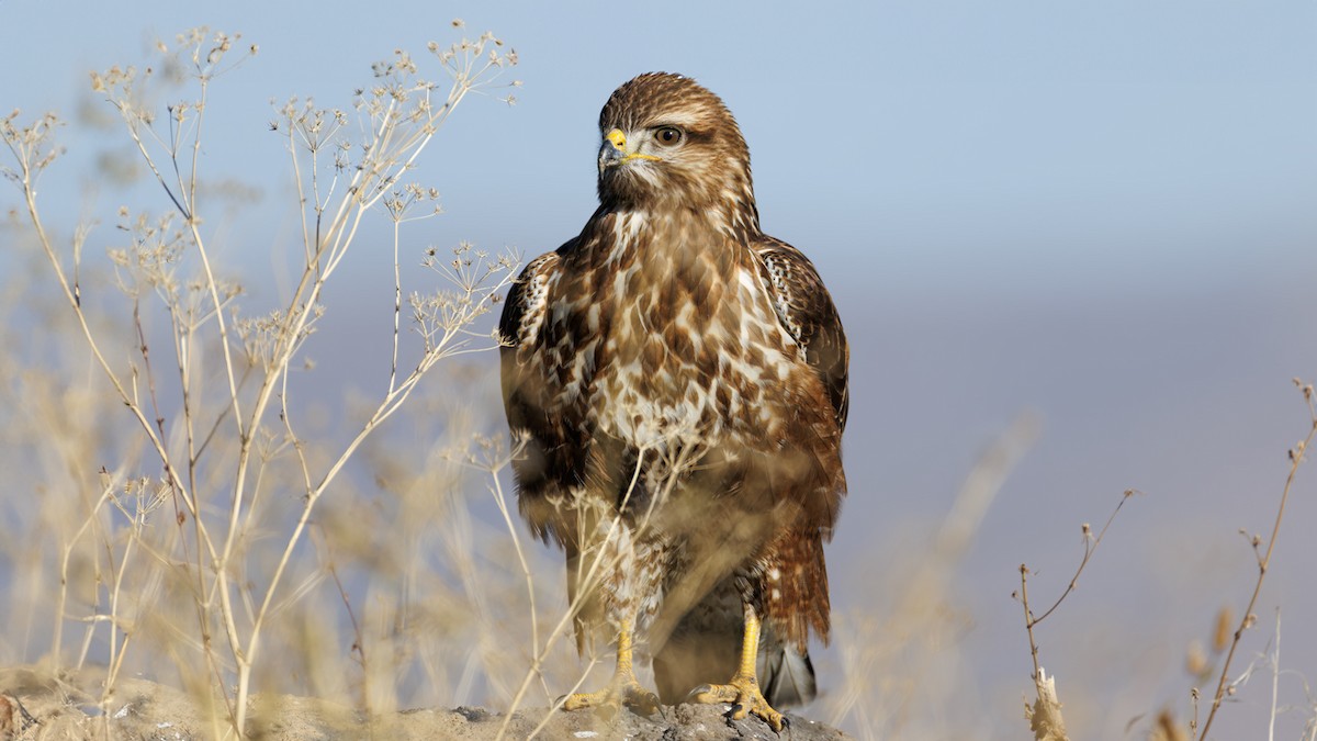 Long-legged Buzzard - ML624757718
