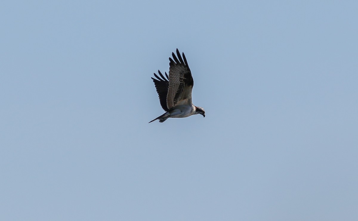 Osprey - ML624757817