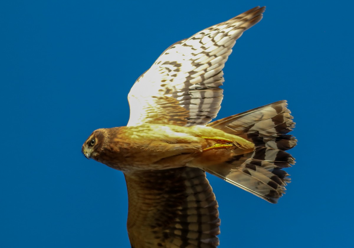 Northern Harrier - ML624757835