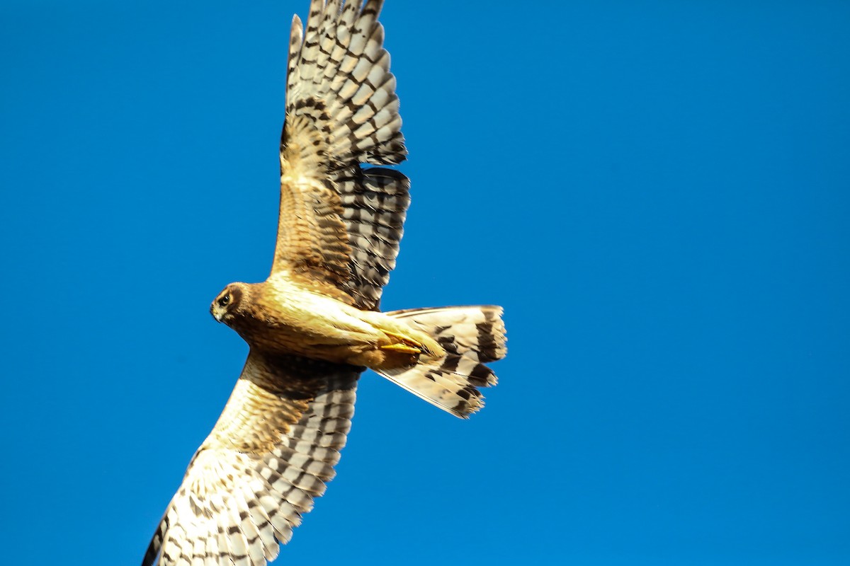 Northern Harrier - ML624757836