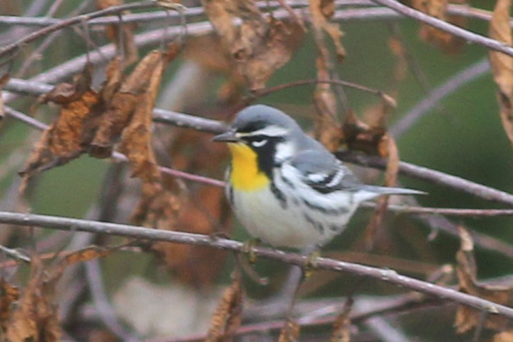 Yellow-throated Warbler (dominica/stoddardi) - Harold Forsyth