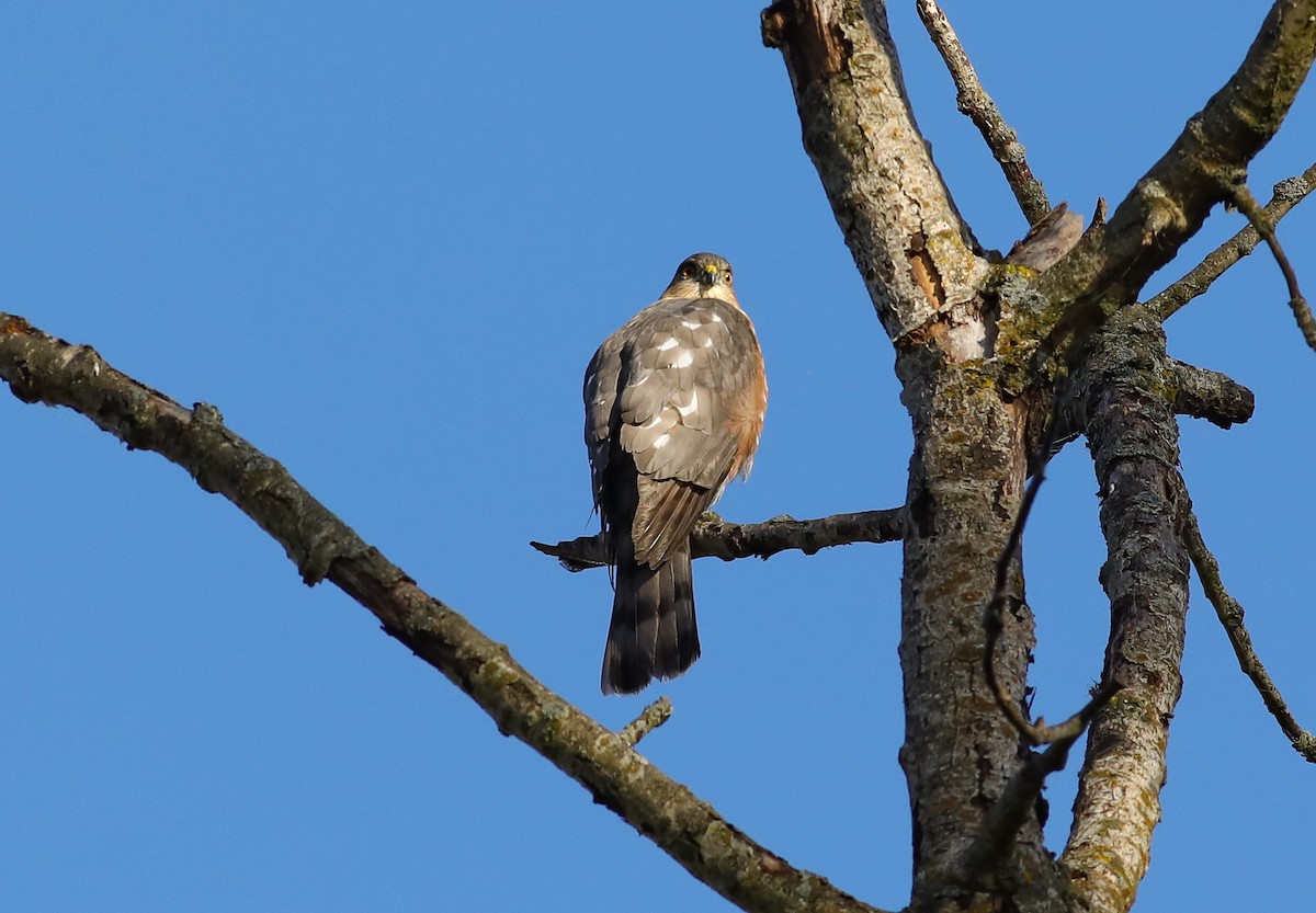 Sharp-shinned Hawk - ML624757851