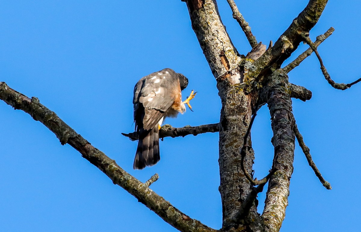 Sharp-shinned Hawk - ML624757852