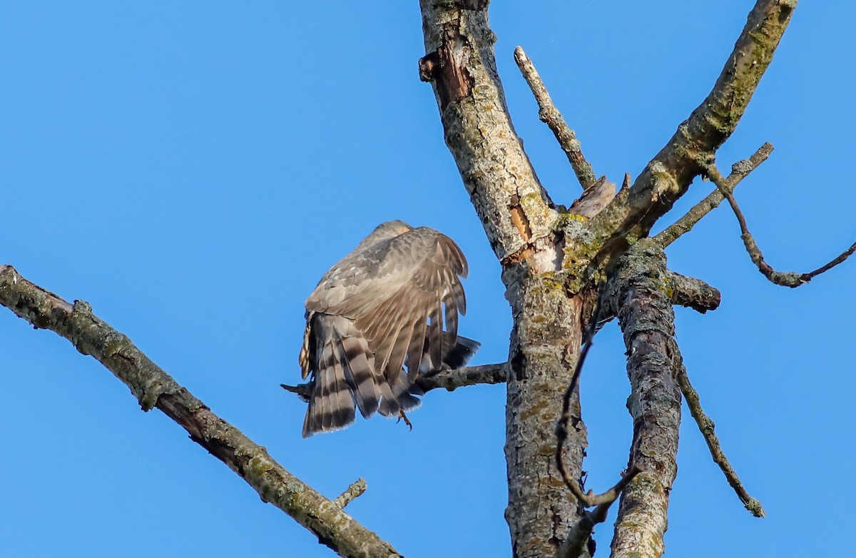 Sharp-shinned Hawk - ML624757853