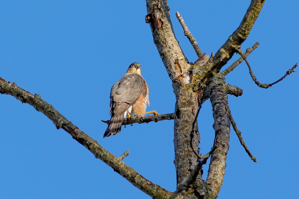 Sharp-shinned Hawk - ML624757854