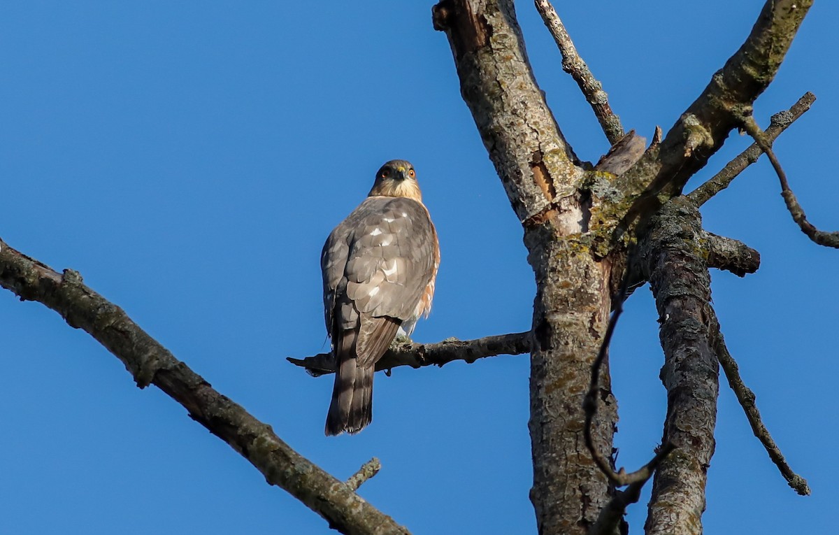 Sharp-shinned Hawk - ML624757855