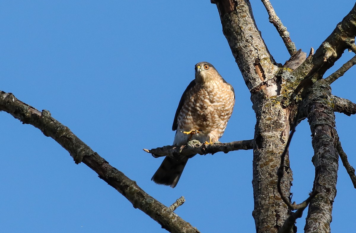 Sharp-shinned Hawk - ML624757856