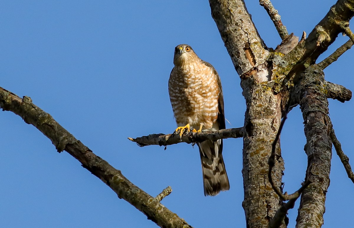 Sharp-shinned Hawk - ML624757857