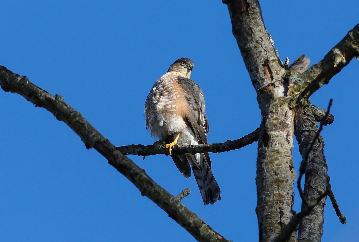 Sharp-shinned Hawk - ML624757858