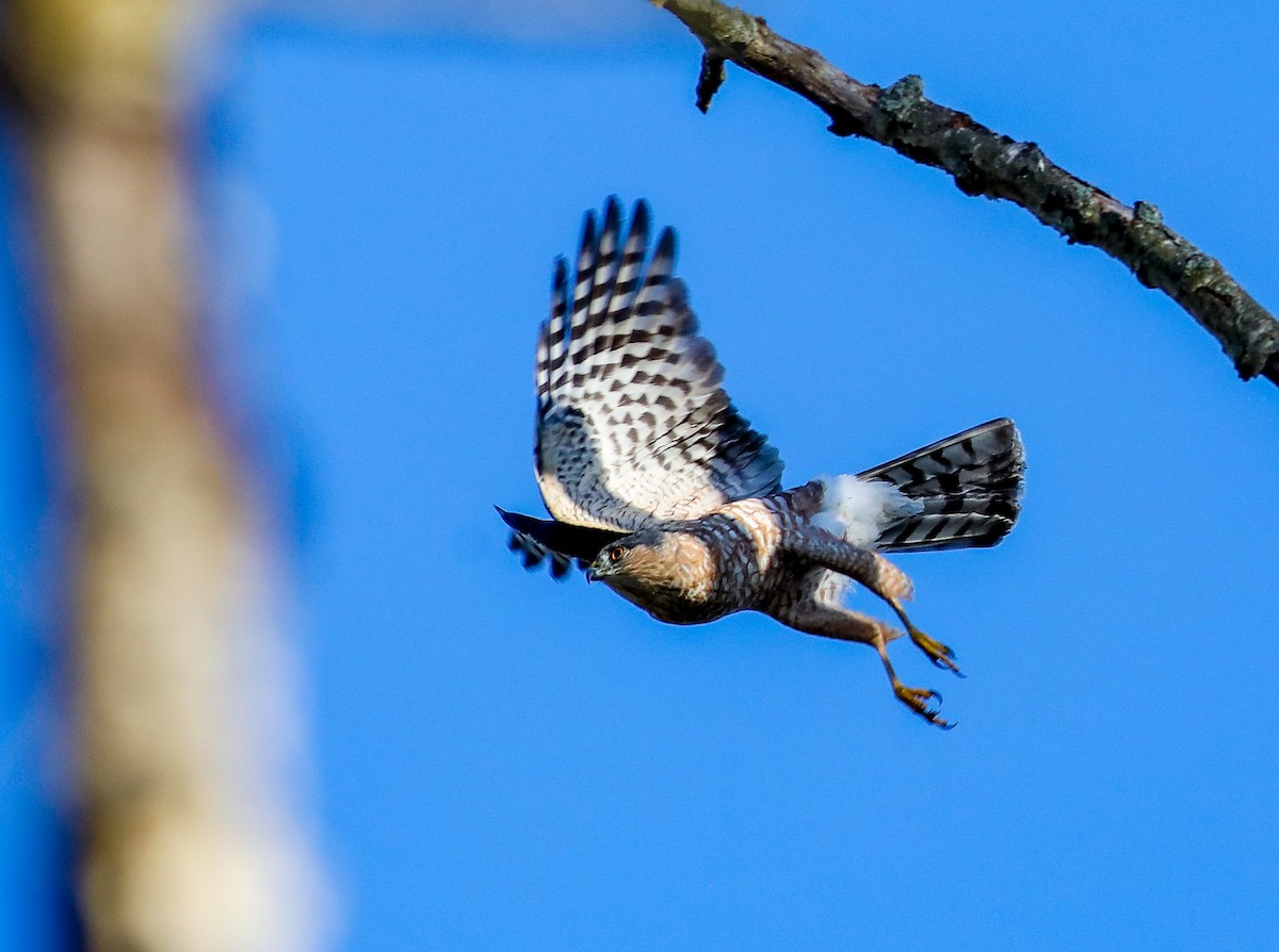 Sharp-shinned Hawk - ML624757859