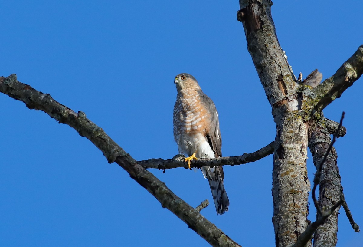 Sharp-shinned Hawk - ML624757860