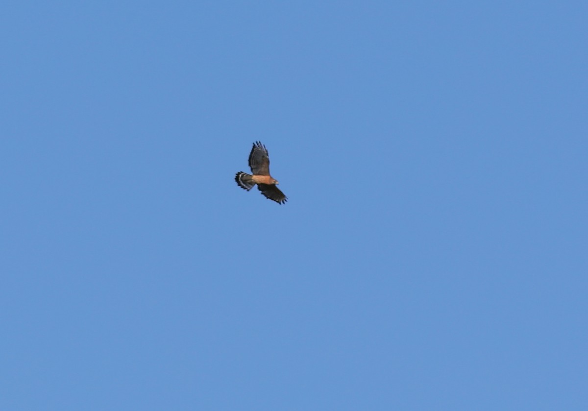 Red-shouldered Hawk - ML624757868