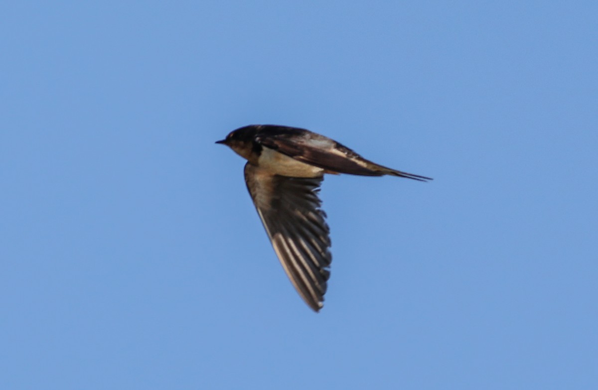 Barn Swallow - ML624757886