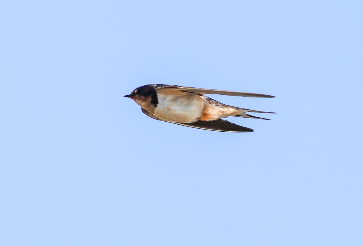 Barn Swallow - ML624757887