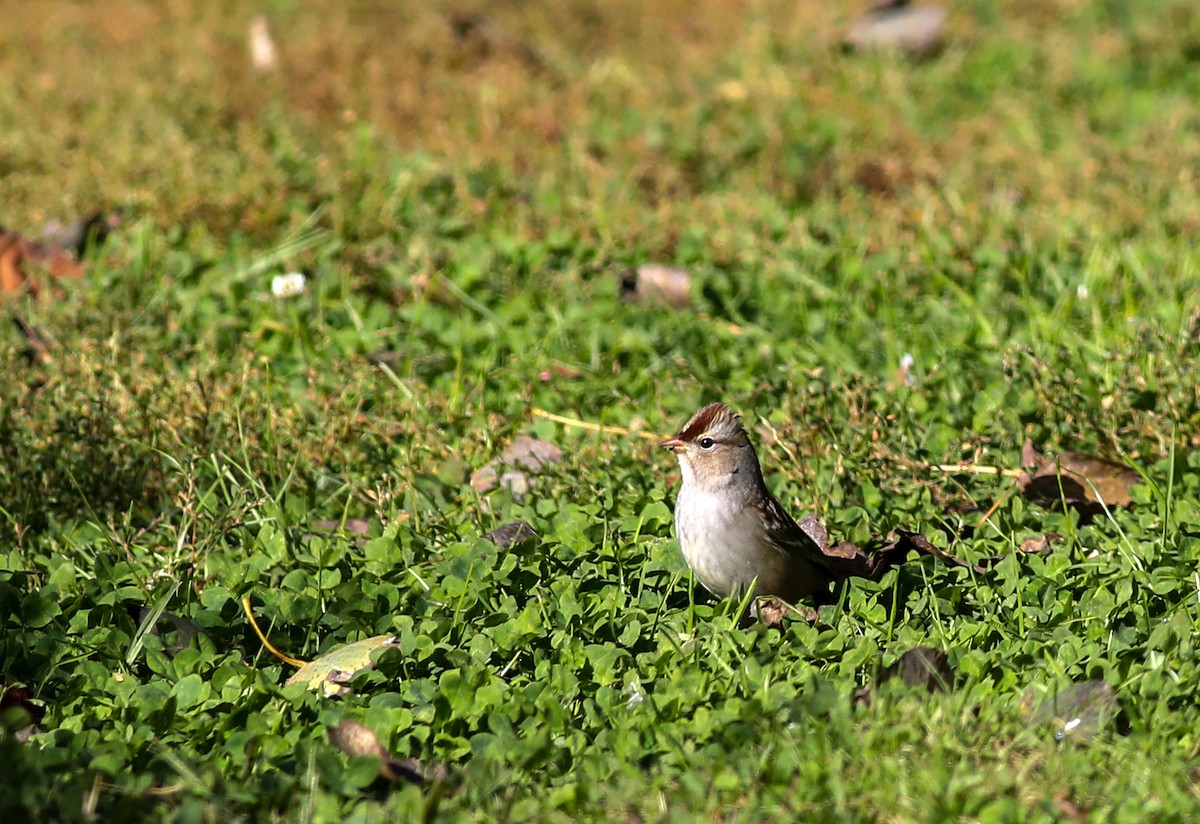 White-crowned Sparrow - ML624757899