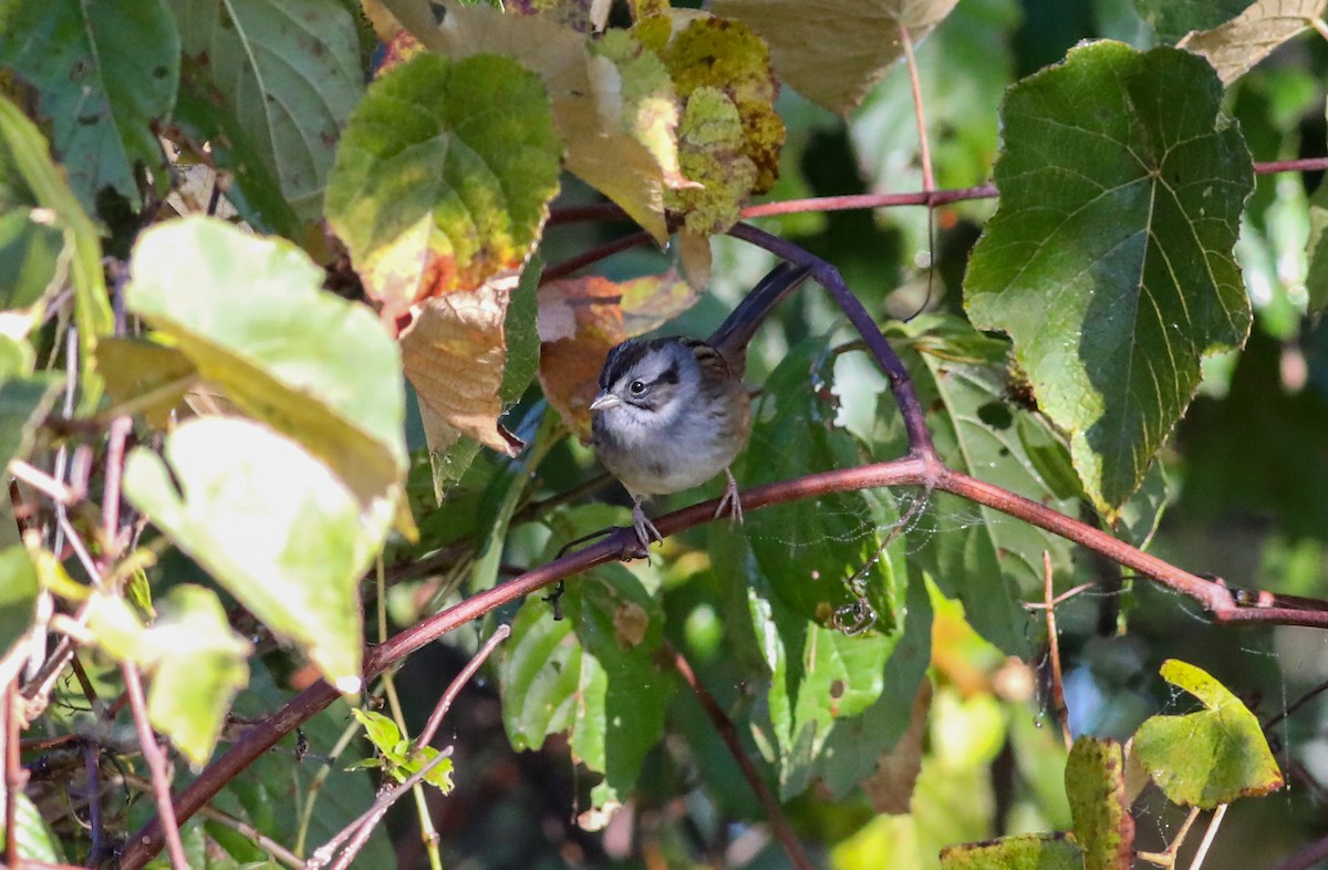 Swamp Sparrow - ML624757914