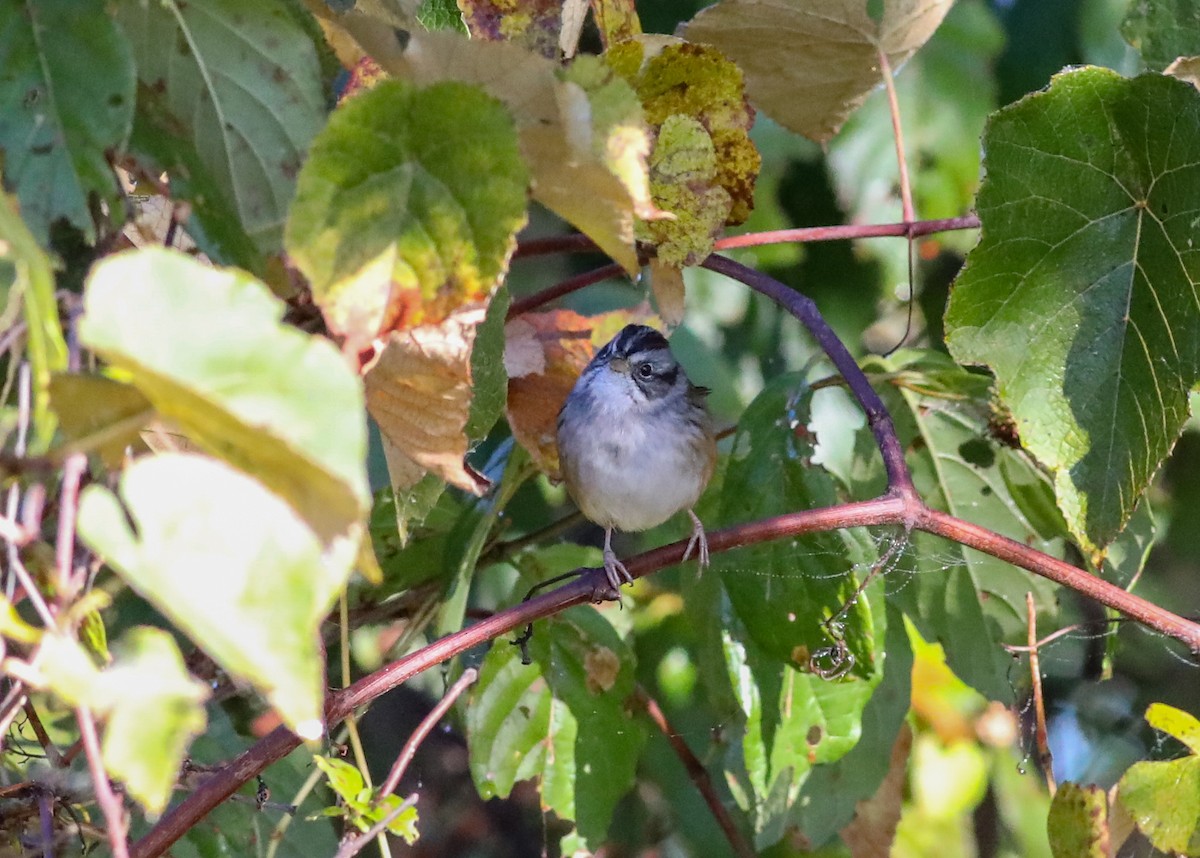 Swamp Sparrow - ML624757915