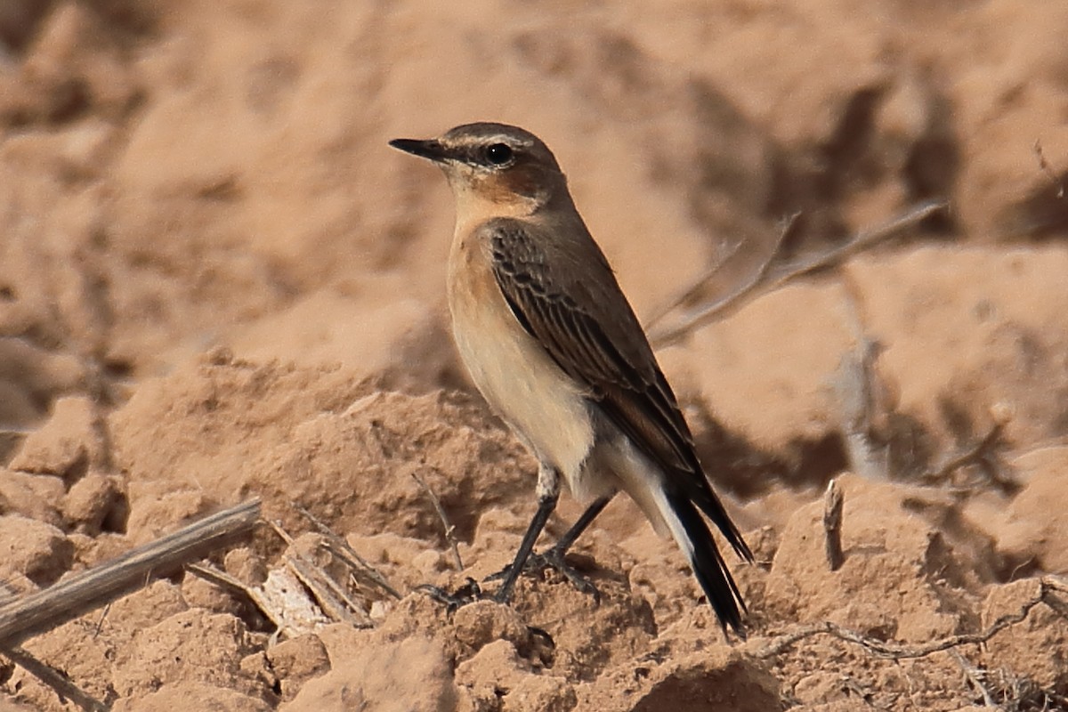 ハシグロヒタキ - ML624757929