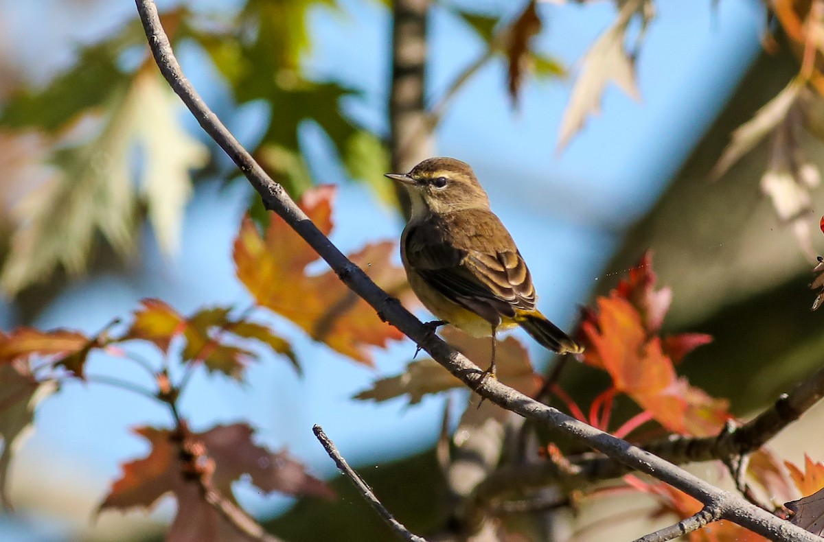 Palm Warbler - ML624757932