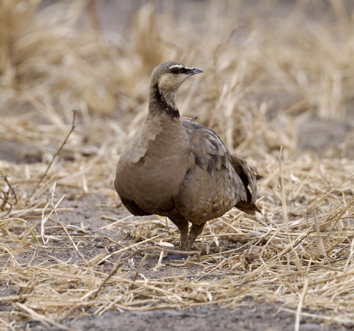 Yellow-throated Sandgrouse - ML624758161