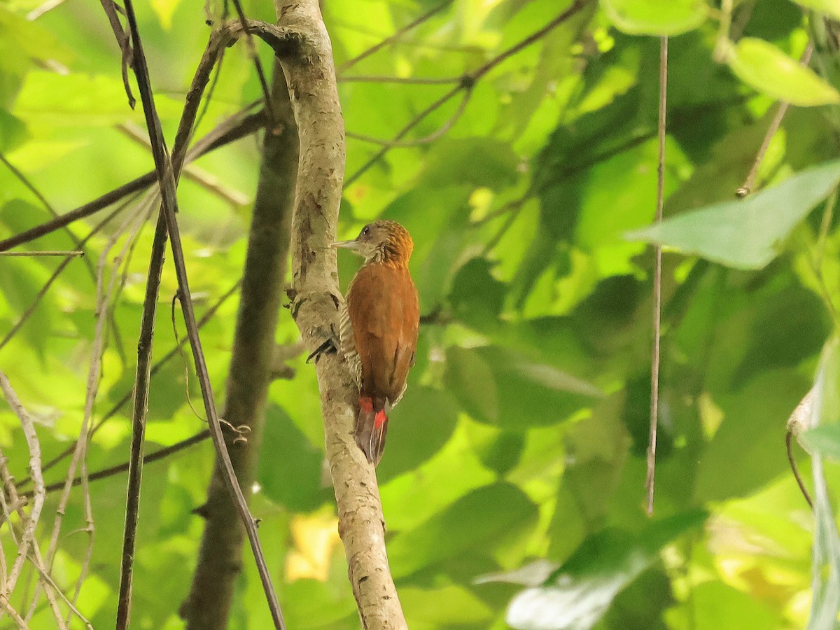 Red-rumped Woodpecker - ML624758351