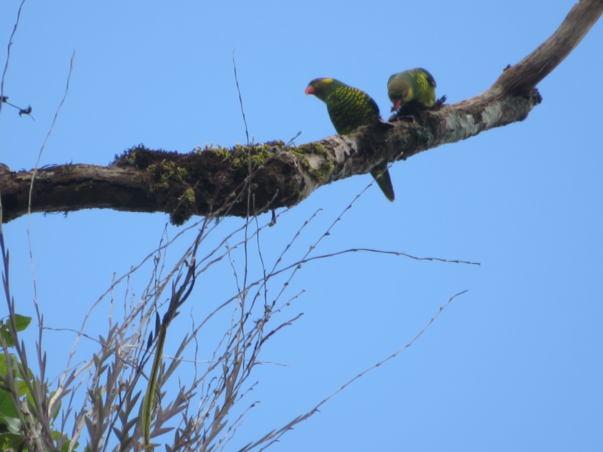 Yellow-cheeked Lorikeet - ML624758375