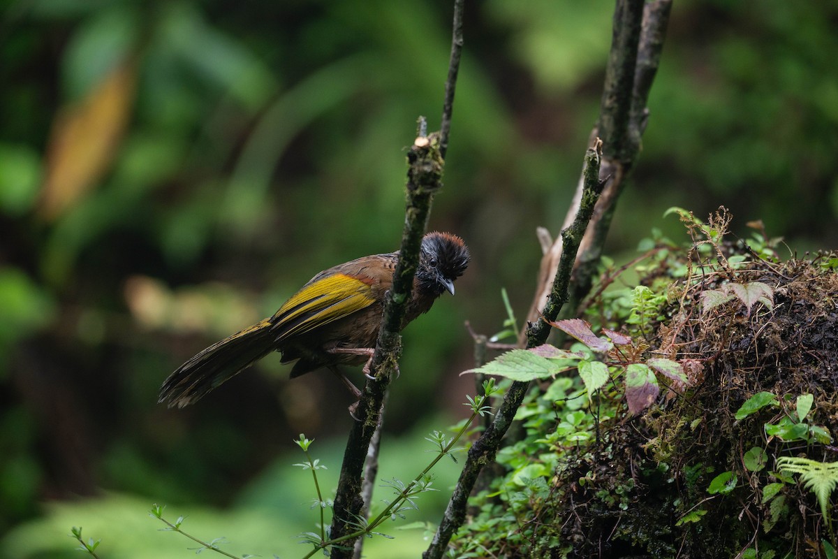 Chestnut-crowned Laughingthrush - ML624758590