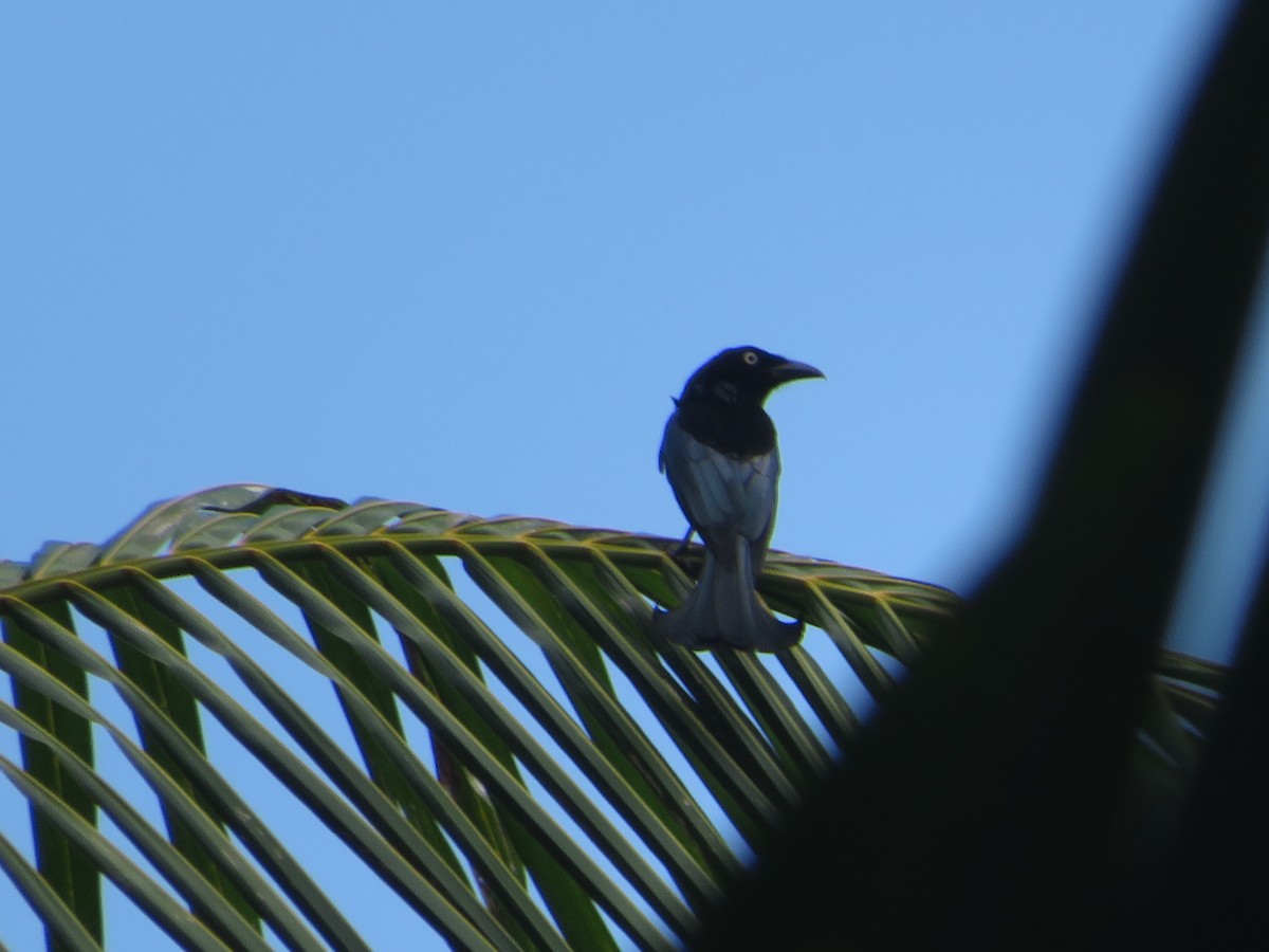 Hair-crested Drongo (White-eyed) - ML624758704