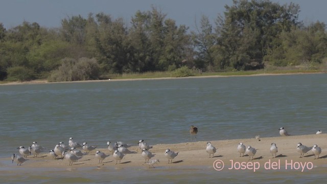 Sandwich Tern (Eurasian) - ML624758989