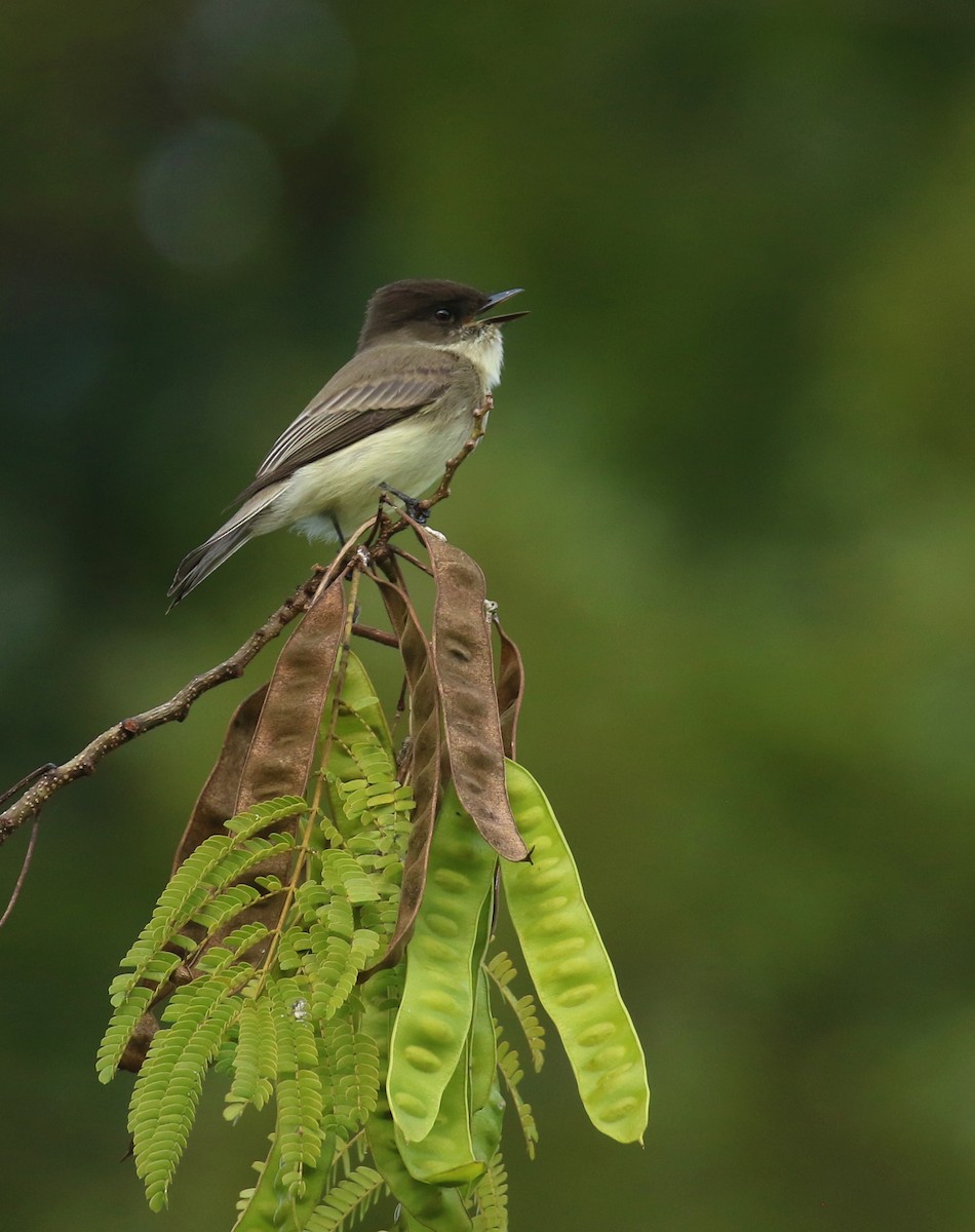 Eastern Phoebe - ML624759325