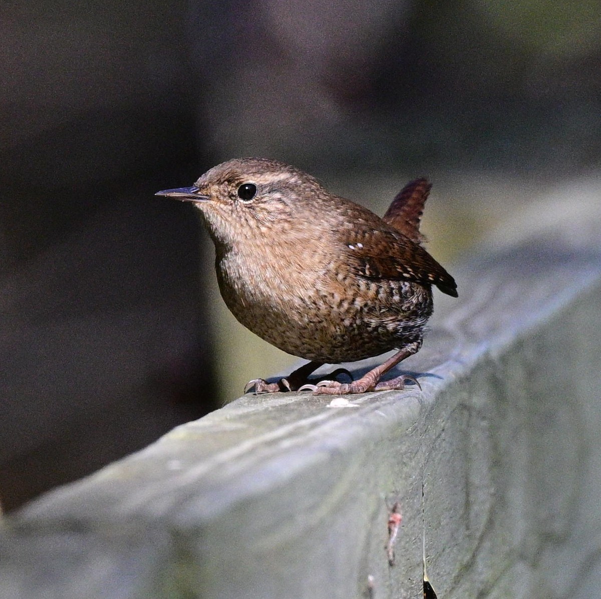 Winter Wren - Roger Friedman