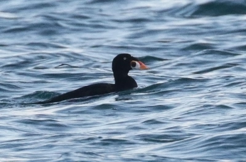 Surf Scoter - ML624759374