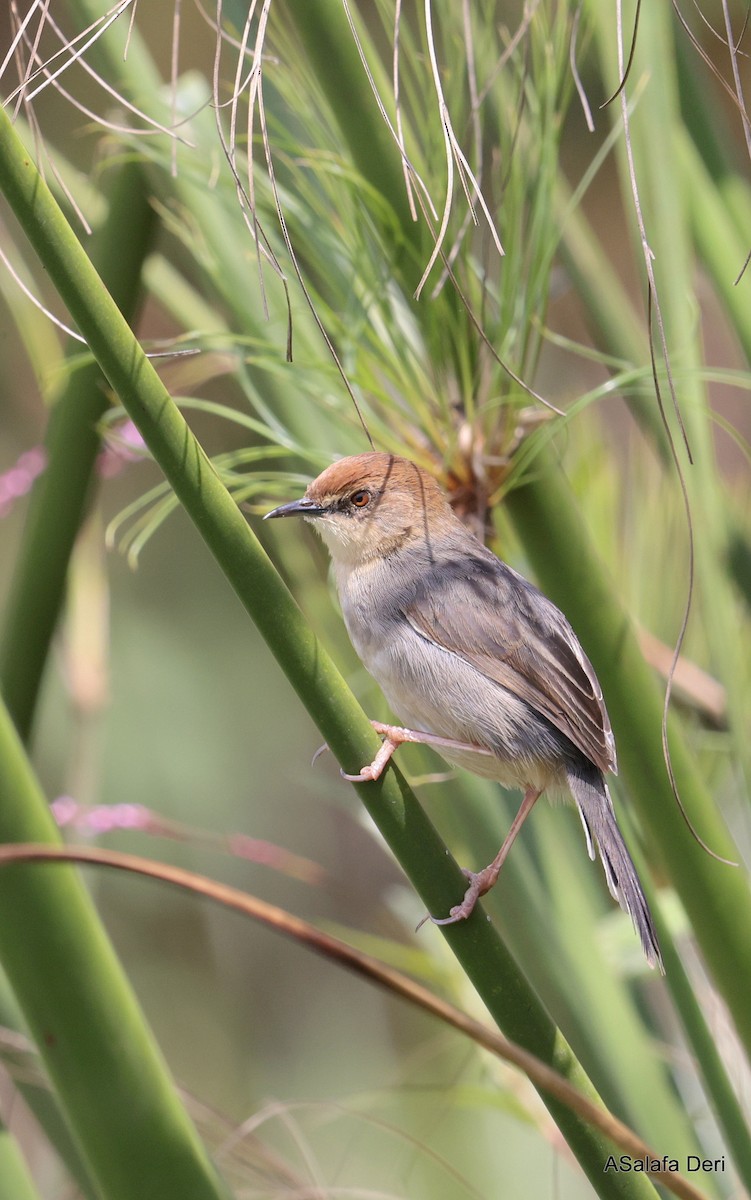 Carruthers's Cisticola - ML624759443