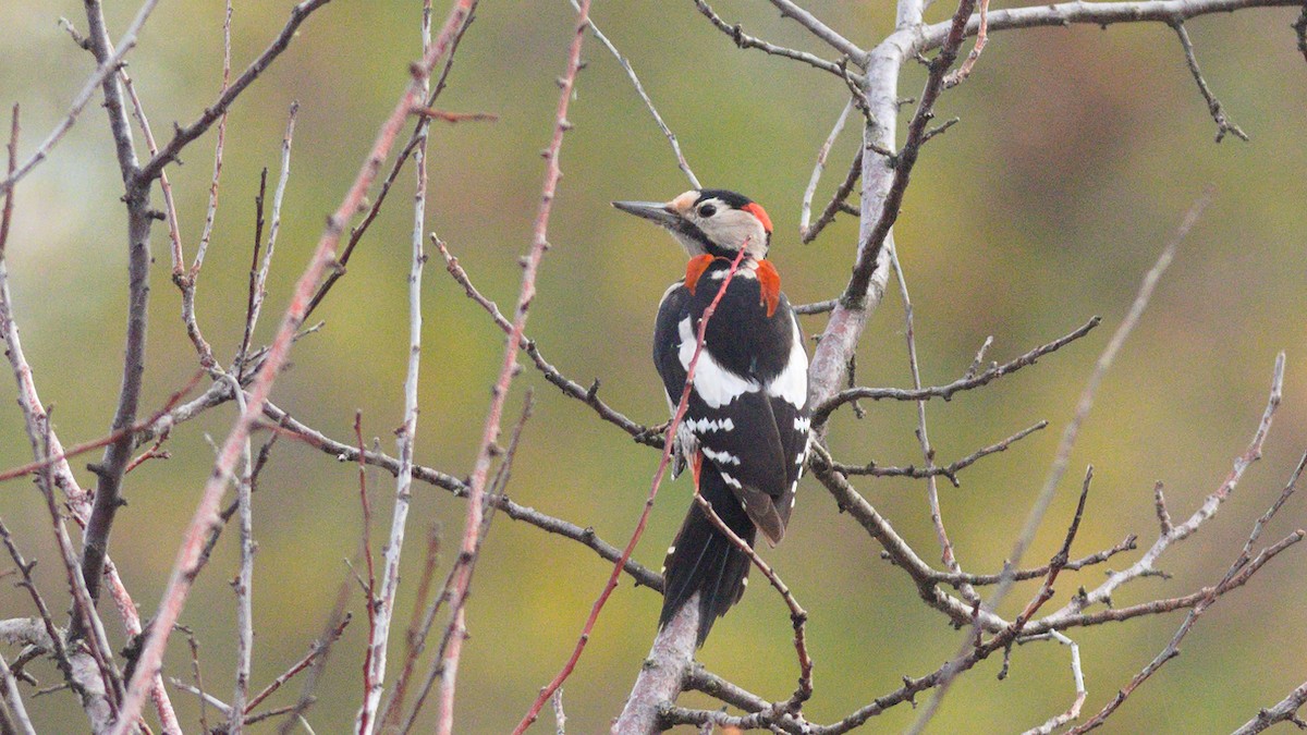 Syrian Woodpecker - ML624759497
