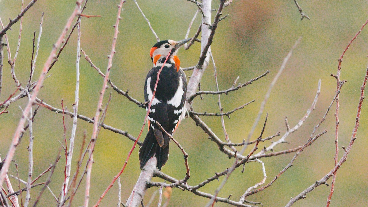 Syrian Woodpecker - ML624759507