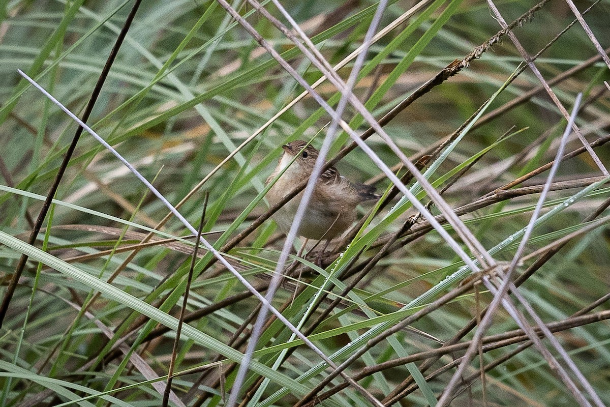 Grass Wren (Northern) - ML624759774
