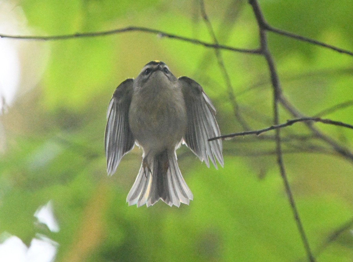 Golden-crowned Kinglet - ML624760004