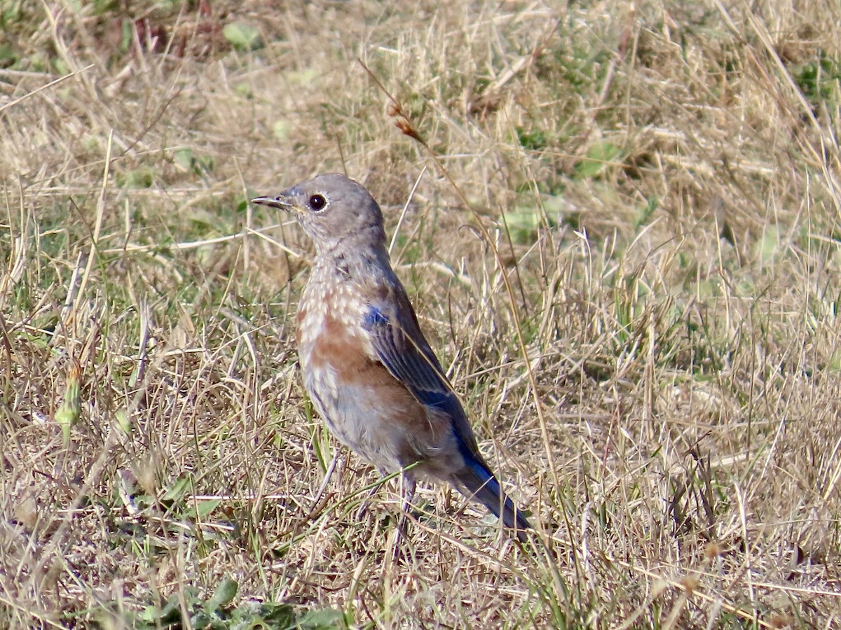Блакитник західний - ML624760064