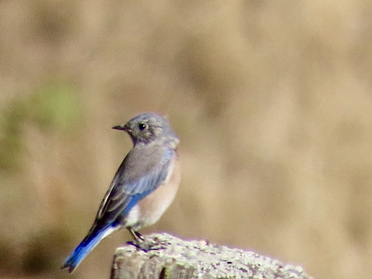 Блакитник західний - ML624760086