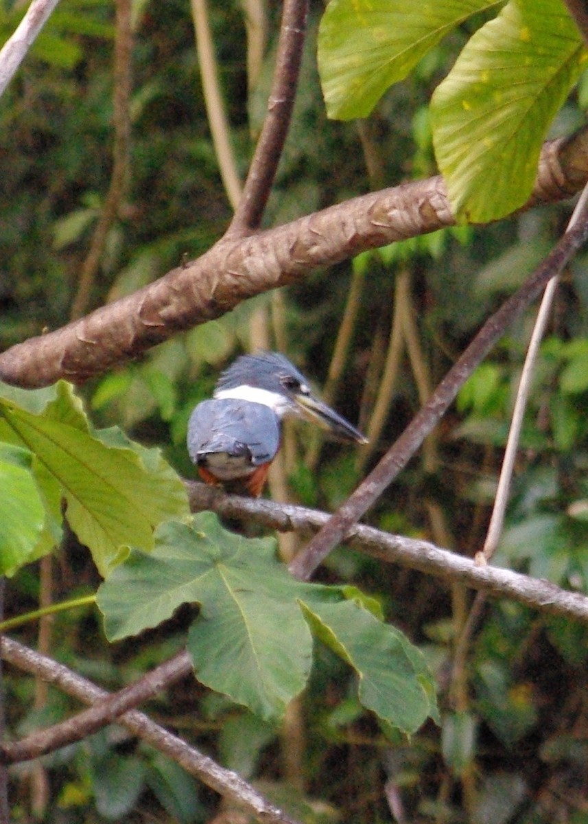 Ringed Kingfisher - Anne-Marie Harris