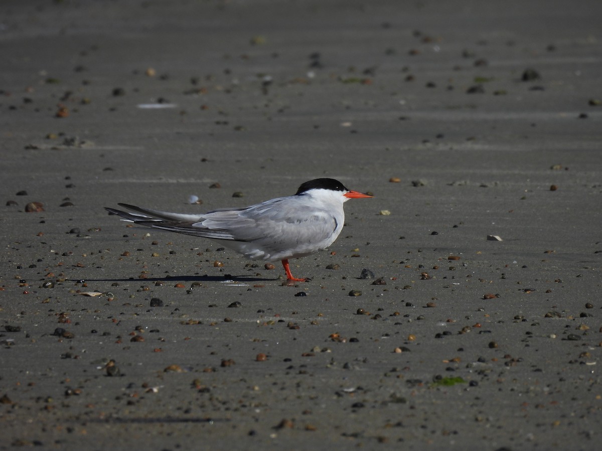 Common Tern (hirundo/tibetana) - ML624760336