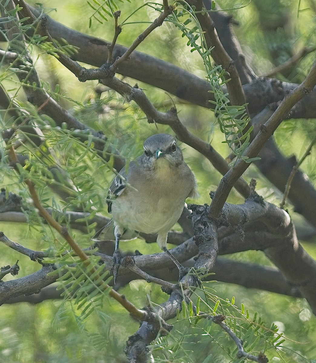 Northern Mockingbird - ML624760344