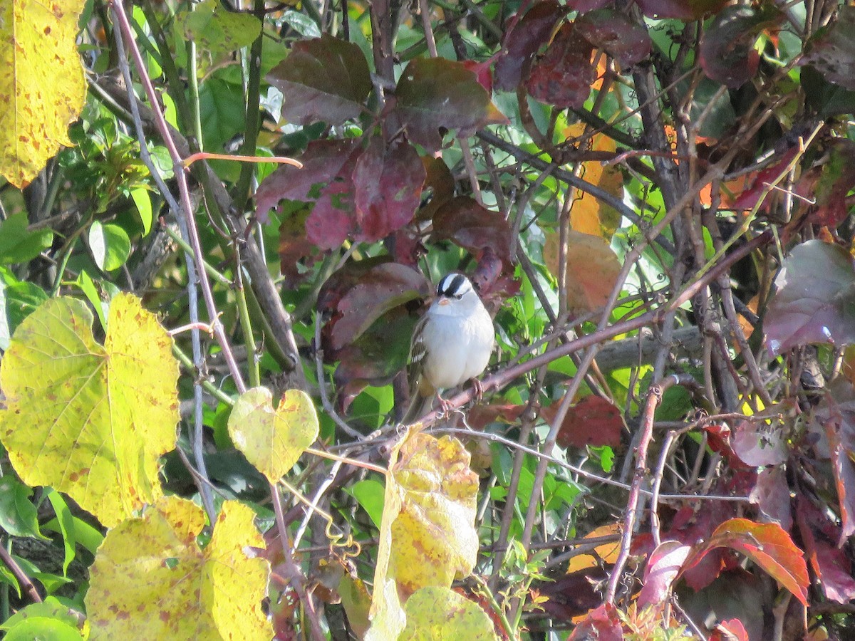 White-crowned Sparrow - ML624760350