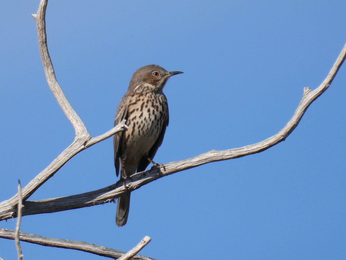 Sage Thrasher - ML624760778