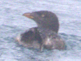 Rhinoceros Auklet - ML624760905