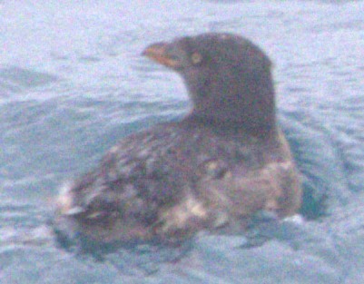 Rhinoceros Auklet - ML624760922