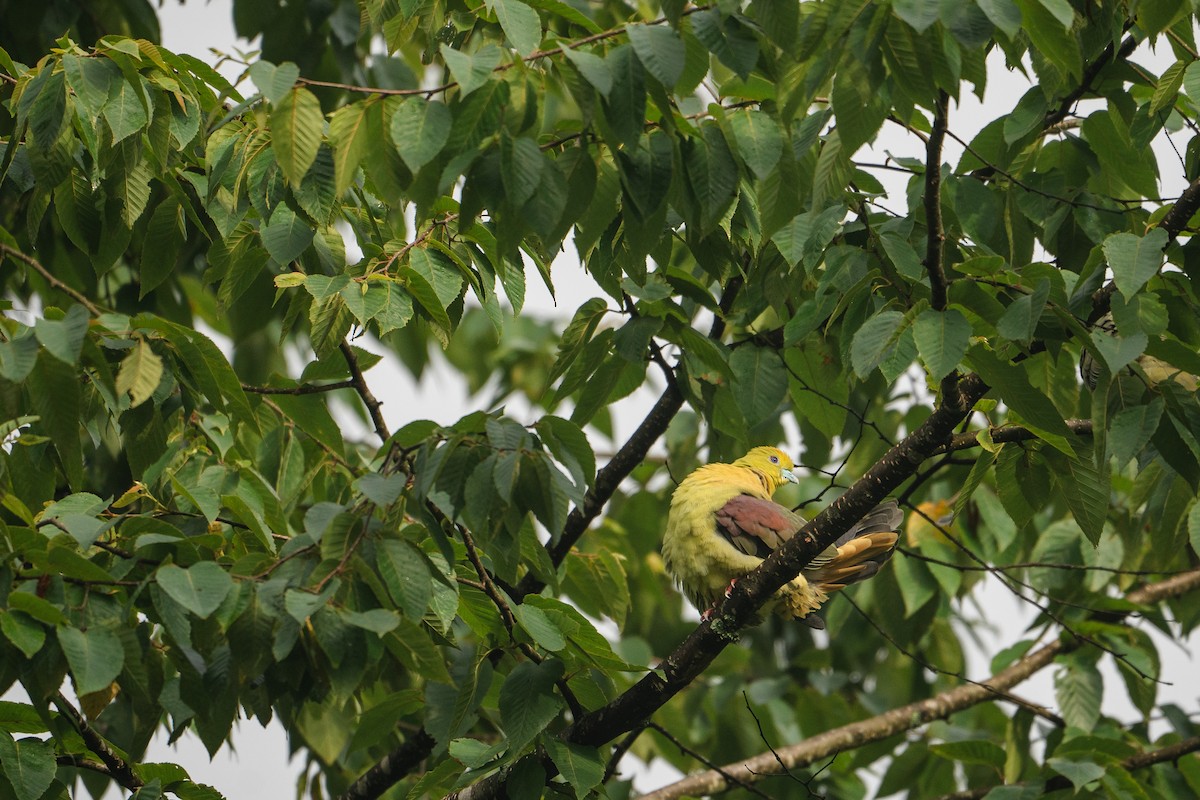 Wedge-tailed Green-Pigeon - ML624760992