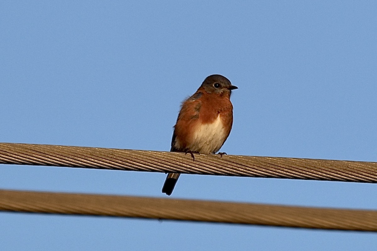 Eastern Bluebird - ML624761005