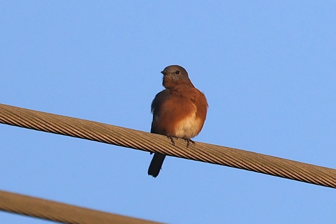 Eastern Bluebird - ML624761006